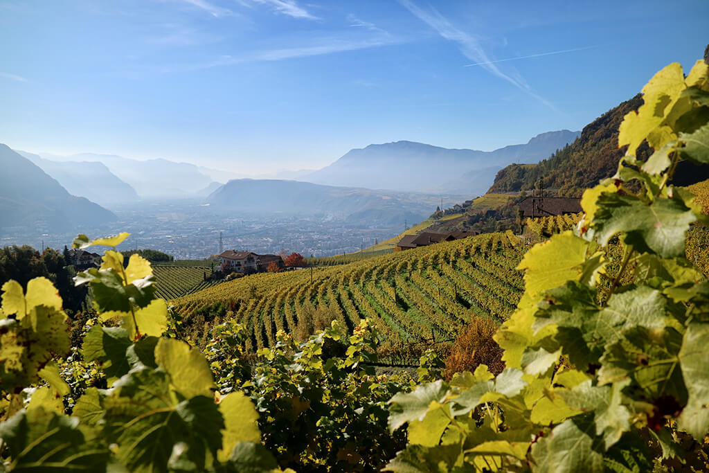 Weinberge Bozen