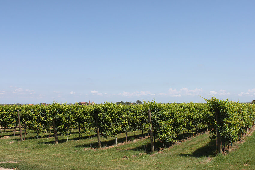 Caorle wine estate