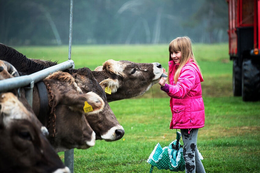 Alpine cattle at Lago Maggiore