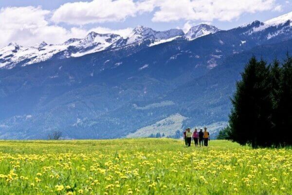 Alpine blooms Trentino