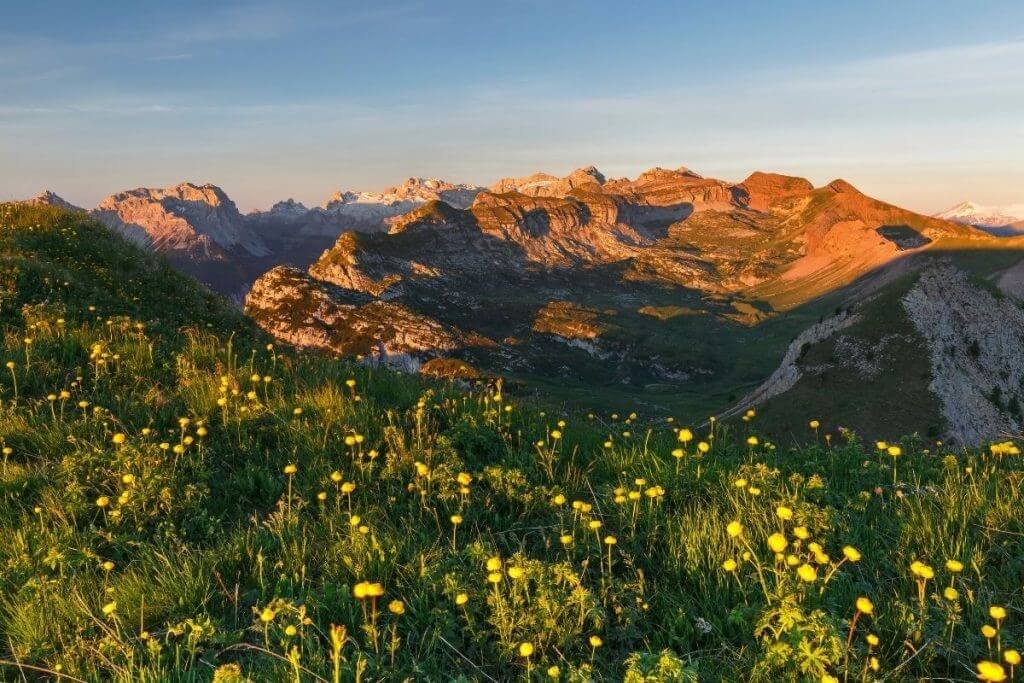 Alpenblühen Südtirol